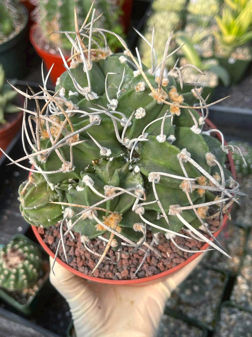 Astrophytum Capricorne with Pups #98