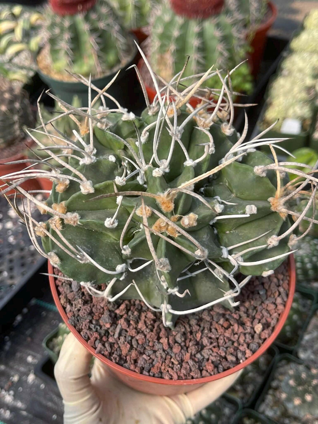 Astrophytum Capricorne with Pups #98