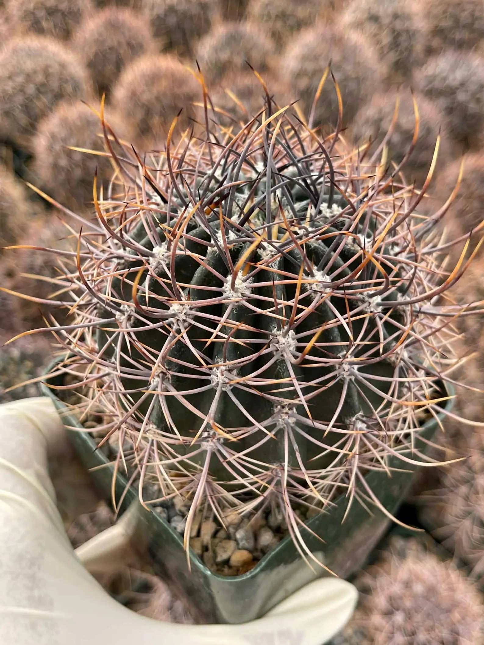 Echinopsis melanopotamica Live Spiky Cactus | 3.5" Rare Cactus Plant