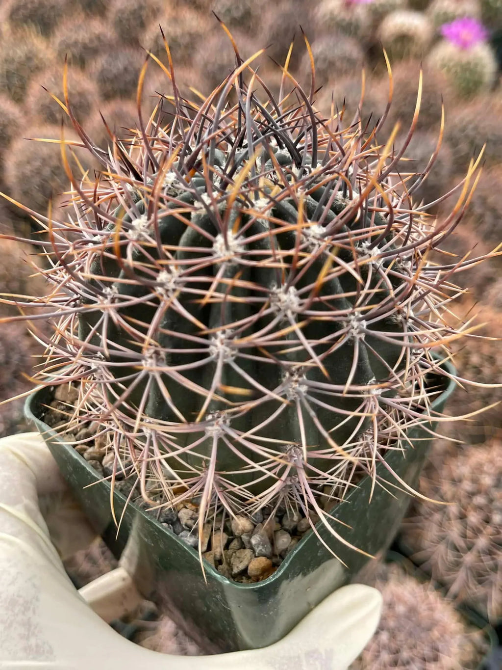 Echinopsis melanopotamica Live Spiky Cactus | 3.5" Rare Cactus Plant