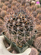 Echinopsis melanopotamica Live Spiky Cactus | 3.5" Rare Cactus Plant