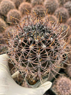 Echinopsis melanopotamica Live Spiky Cactus | 3.5" Rare Cactus Plant