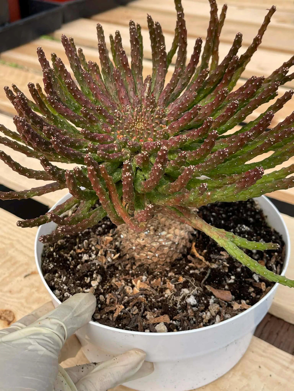 8" Euphorbia Medusa with Pups | Rare Caudex Succulent | Crested Live Plant #926