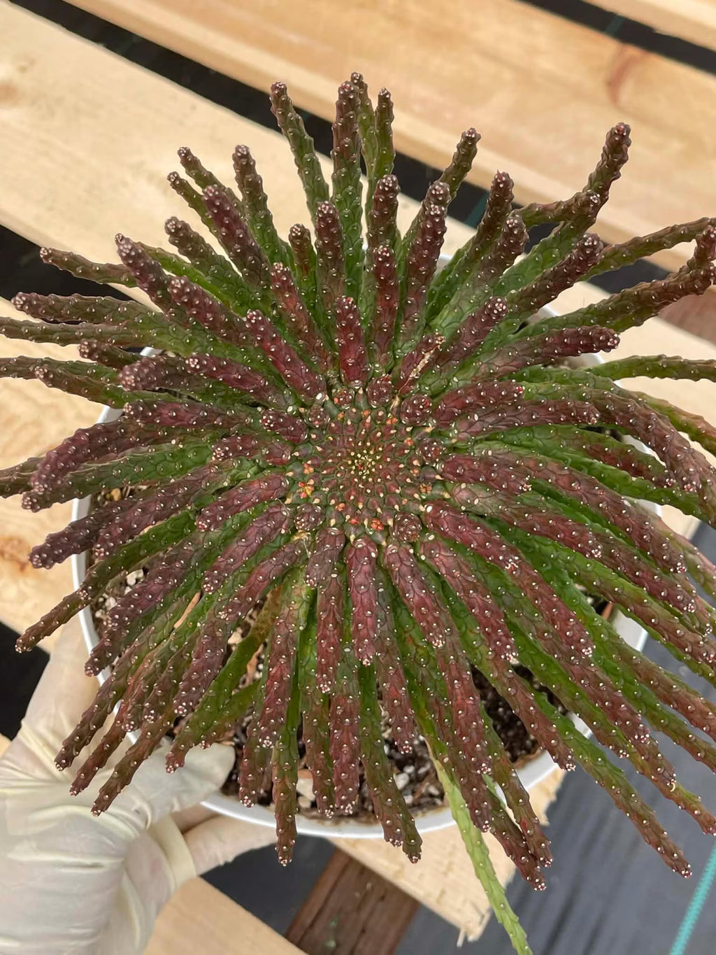 8" Euphorbia Medusa with Pups | Rare Caudex Succulent | Crested Live Plant #926