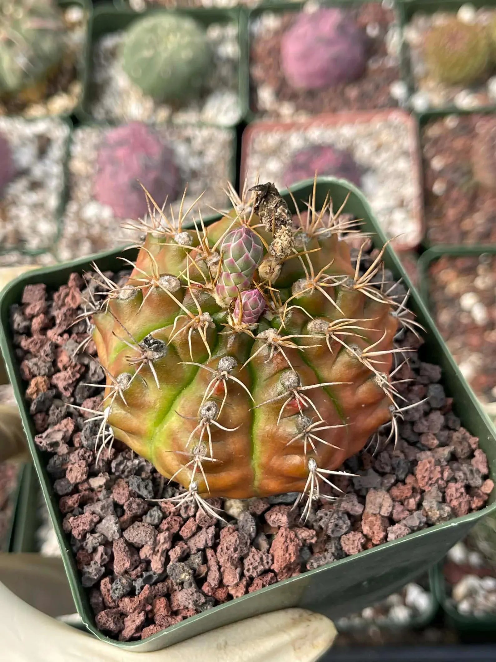 3.5” Gymnocalycium mihanovichii | Seed Grown Rare Live Cactus Plant