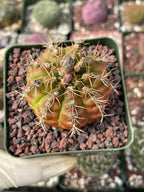 3.5” Gymnocalycium mihanovichii | Seed Grown Rare Live Cactus Plant
