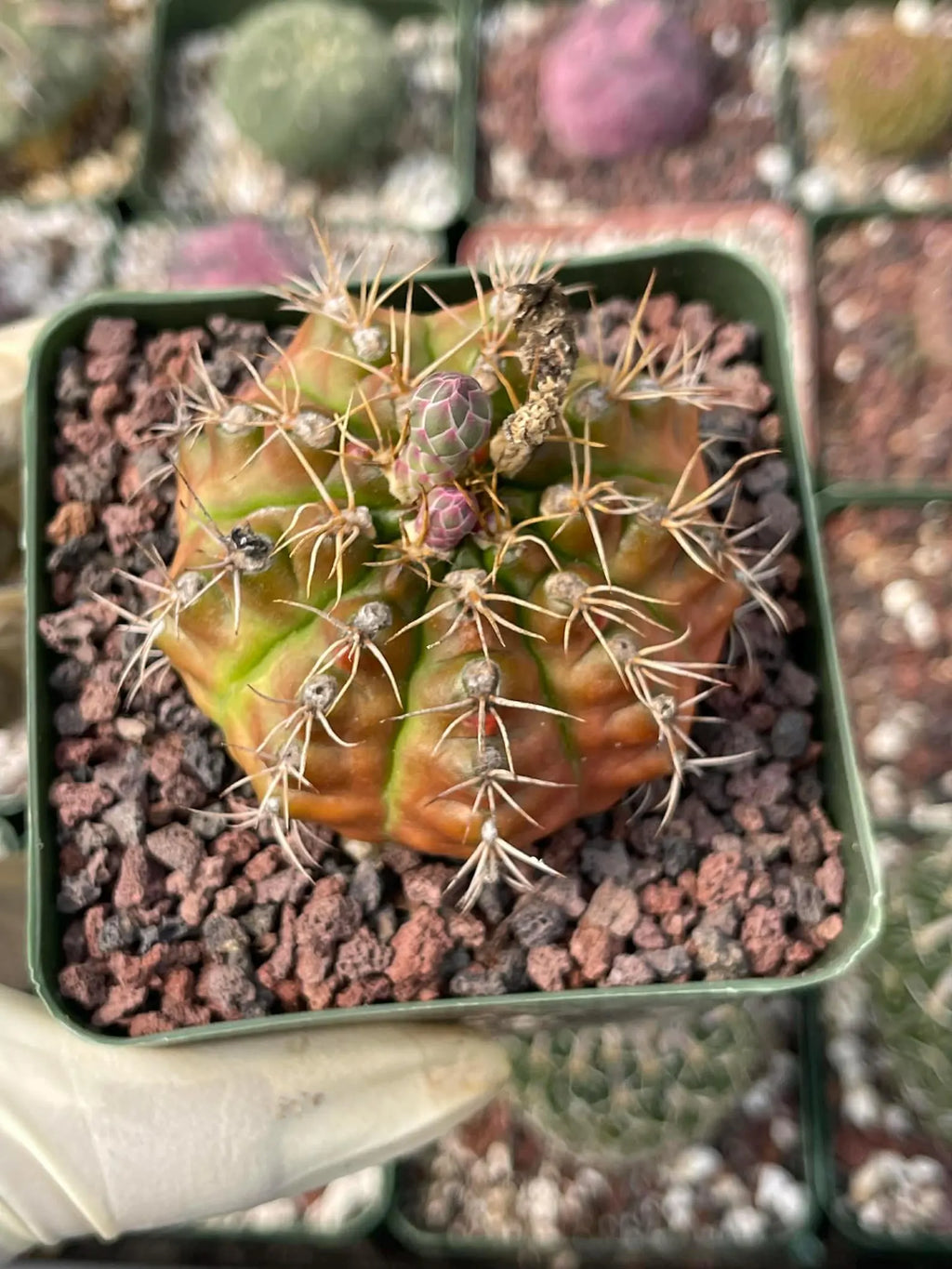 3.5” Gymnocalycium mihanovichii | Seed Grown Rare Live Cactus Plant