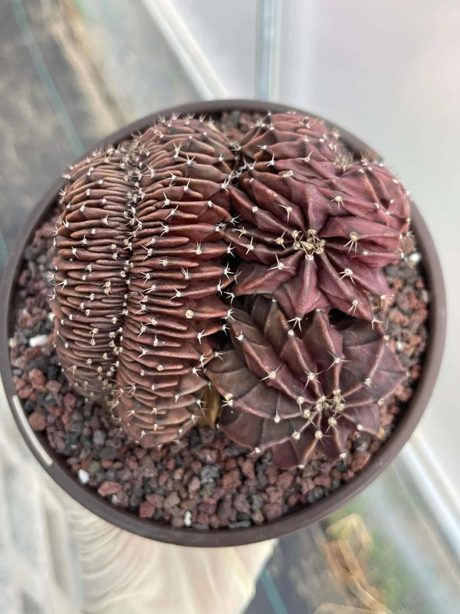 Crested Gymnocalycium Inermis | Rare Spineless Cactus | 6" Live Plant