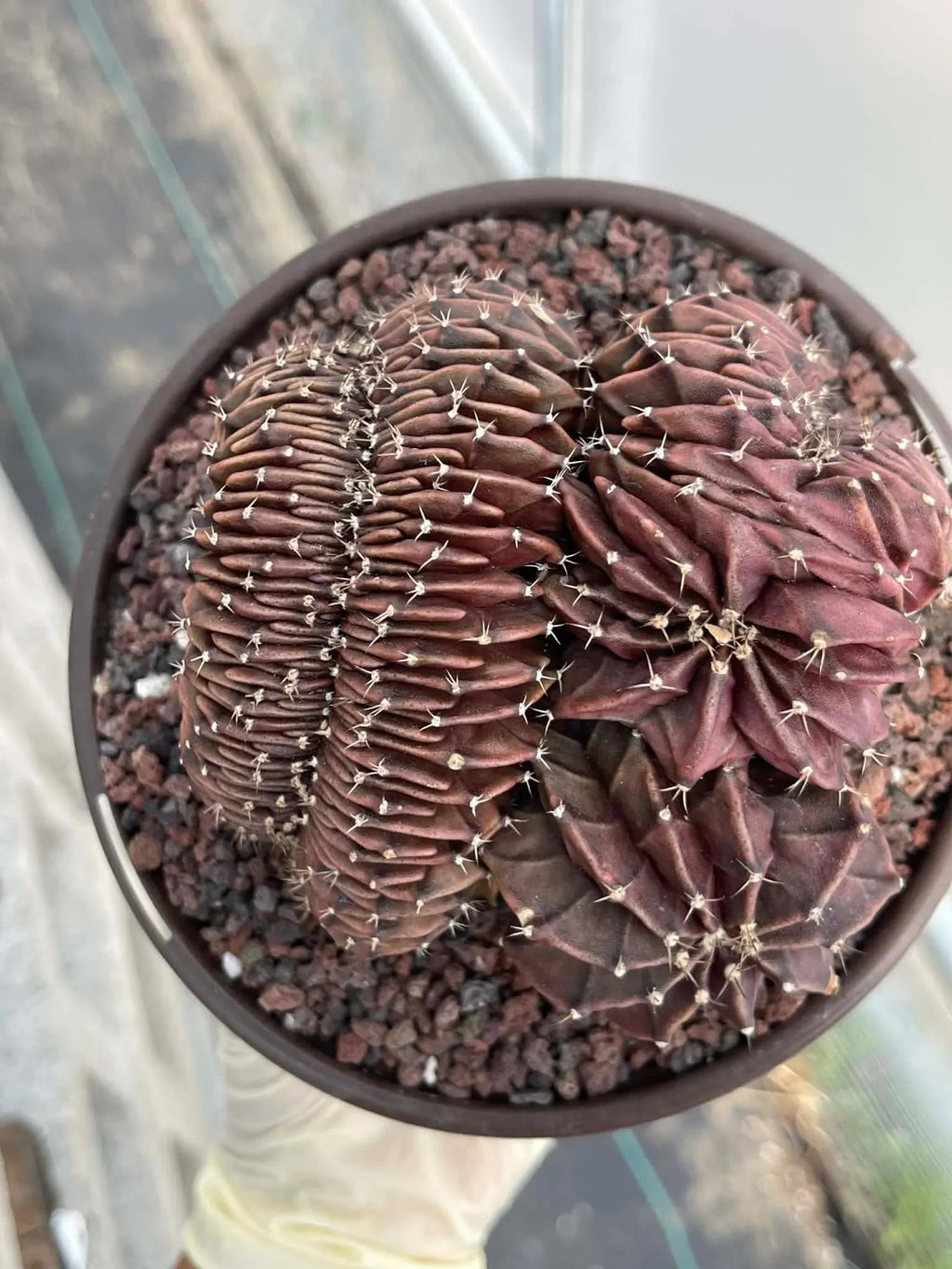Crested Gymnocalycium Inermis | Rare Spineless Cactus | 6" Live Plant