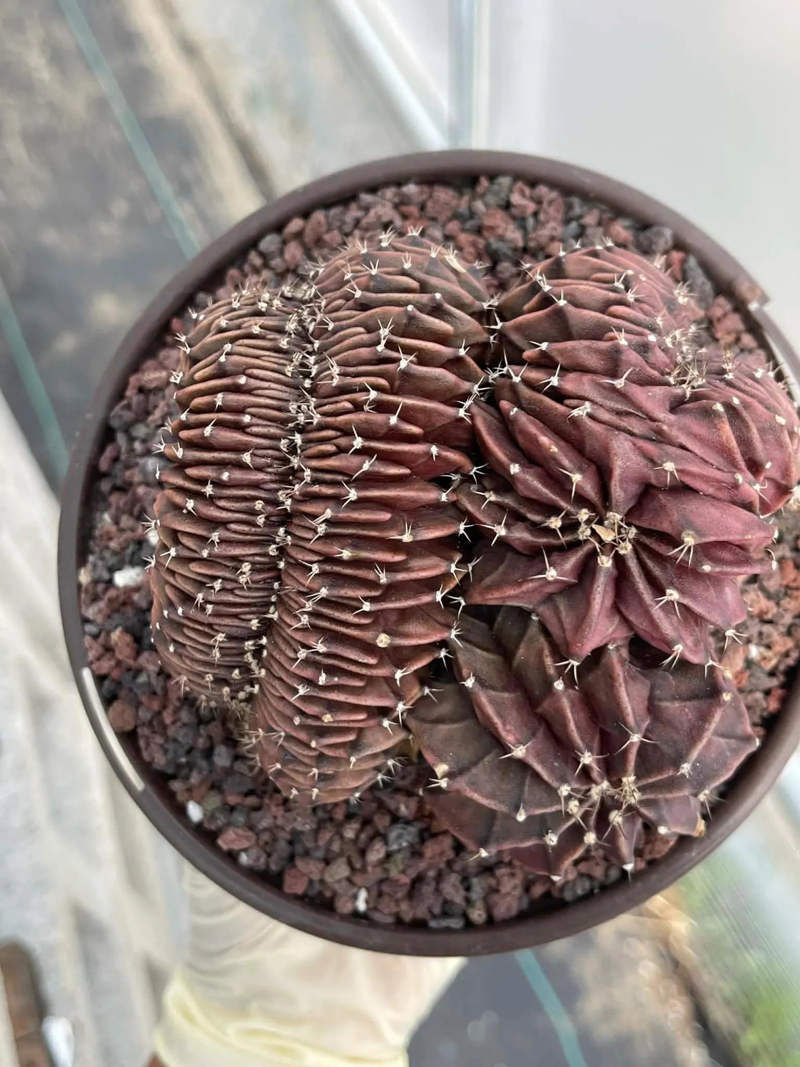 Crested Gymnocalycium Inermis | Rare Spineless Cactus | 6" Live Plant
