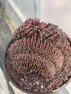 Crested Gymnocalycium Inermis | Rare Spineless Cactus | 6" Live Plant