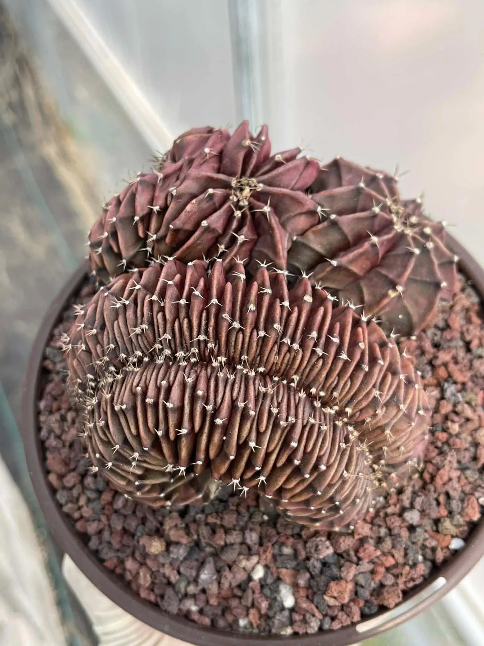 Crested Gymnocalycium Inermis | Rare Spineless Cactus | 6" Live Plant