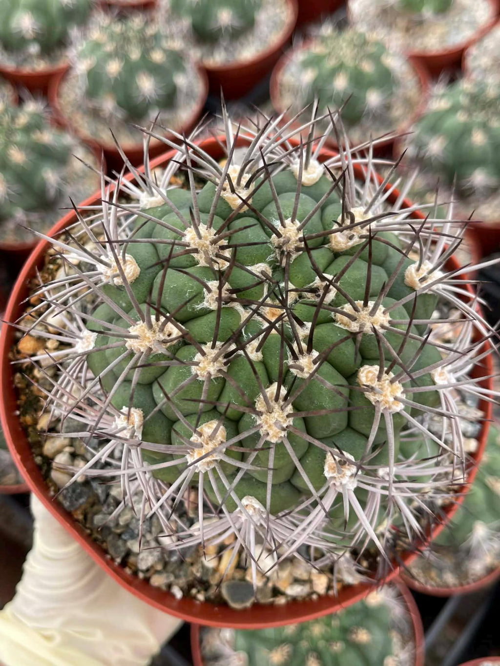 Gymnocalycium Saglionis with Pup | 6” Seed Grown Rare Cactus | Live Spine Gymno Plant