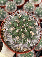 Gymnocalycium Saglionis with Pup | 6” Seed Grown Rare Cactus | Live Spine Gymno Plant