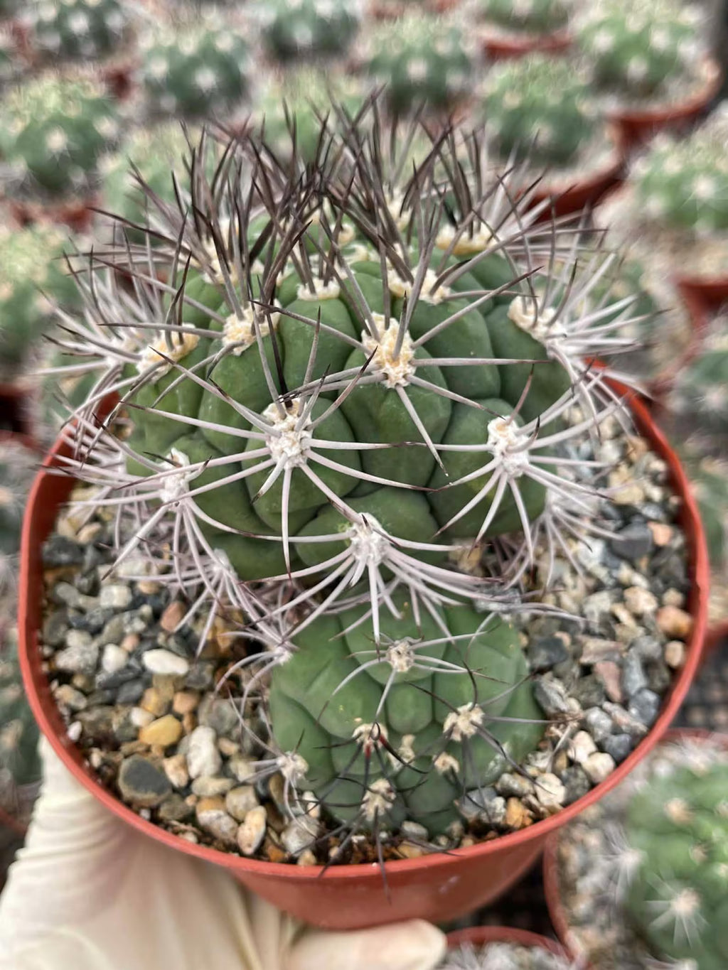 Gymnocalycium Saglionis with Pup | 6” Seed Grown Rare Cactus | Live Spine Gymno Plant