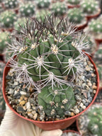Gymnocalycium Saglionis with Pup | 6” Seed Grown Rare Cactus | Live Spine Gymno Plant
