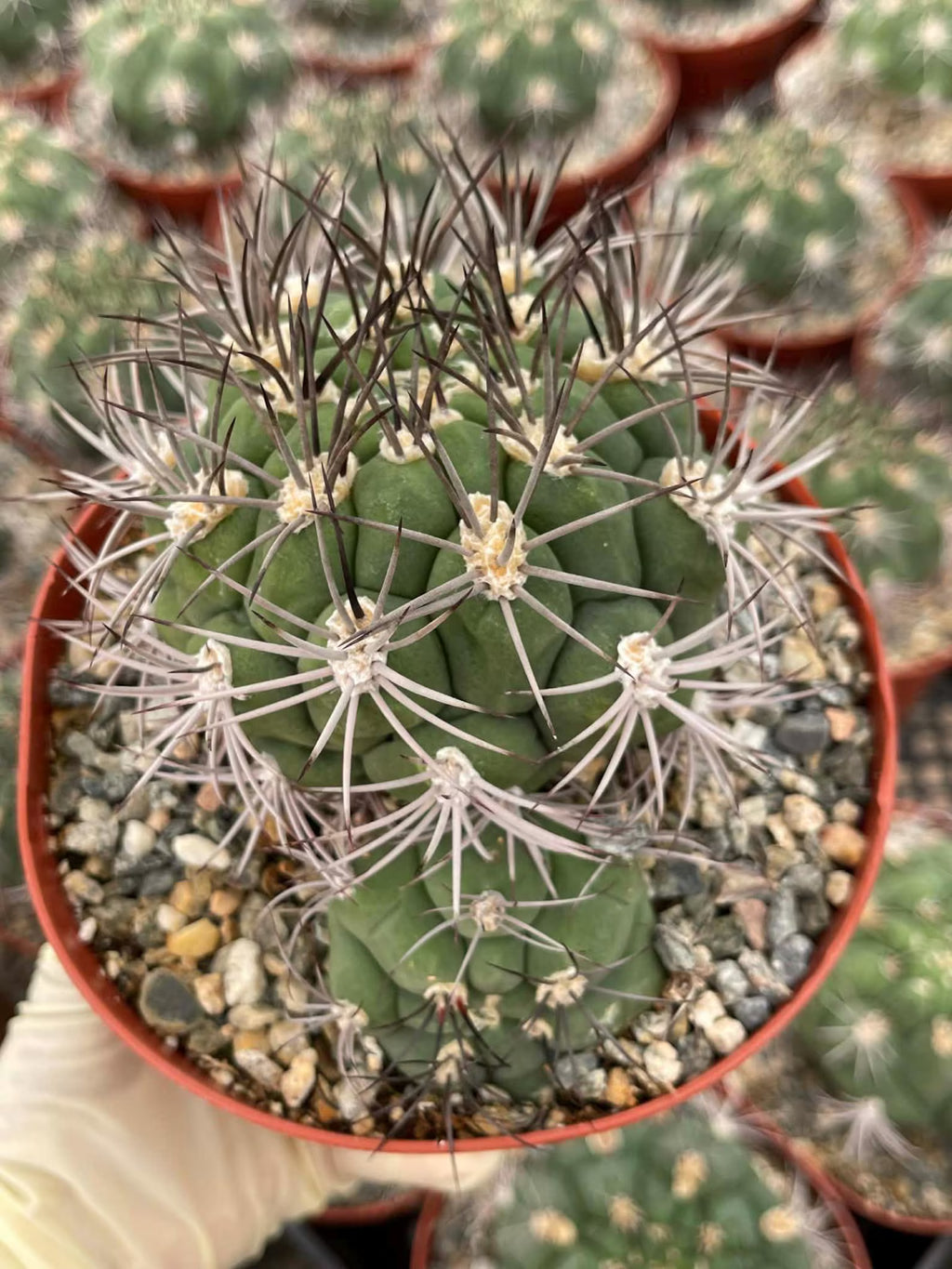 Gymnocalycium Saglionis with Pup | 6” Seed Grown Rare Cactus | Live Spine Gymno Plant