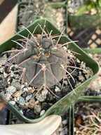 3.5” Gymnocalycium Spegazzinii Live Cactus | Rare Spiny Cactus Plant