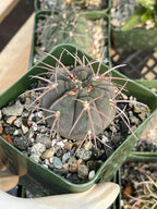 3.5” Gymnocalycium Spegazzinii Live Cactus | Rare Spiny Cactus Plant