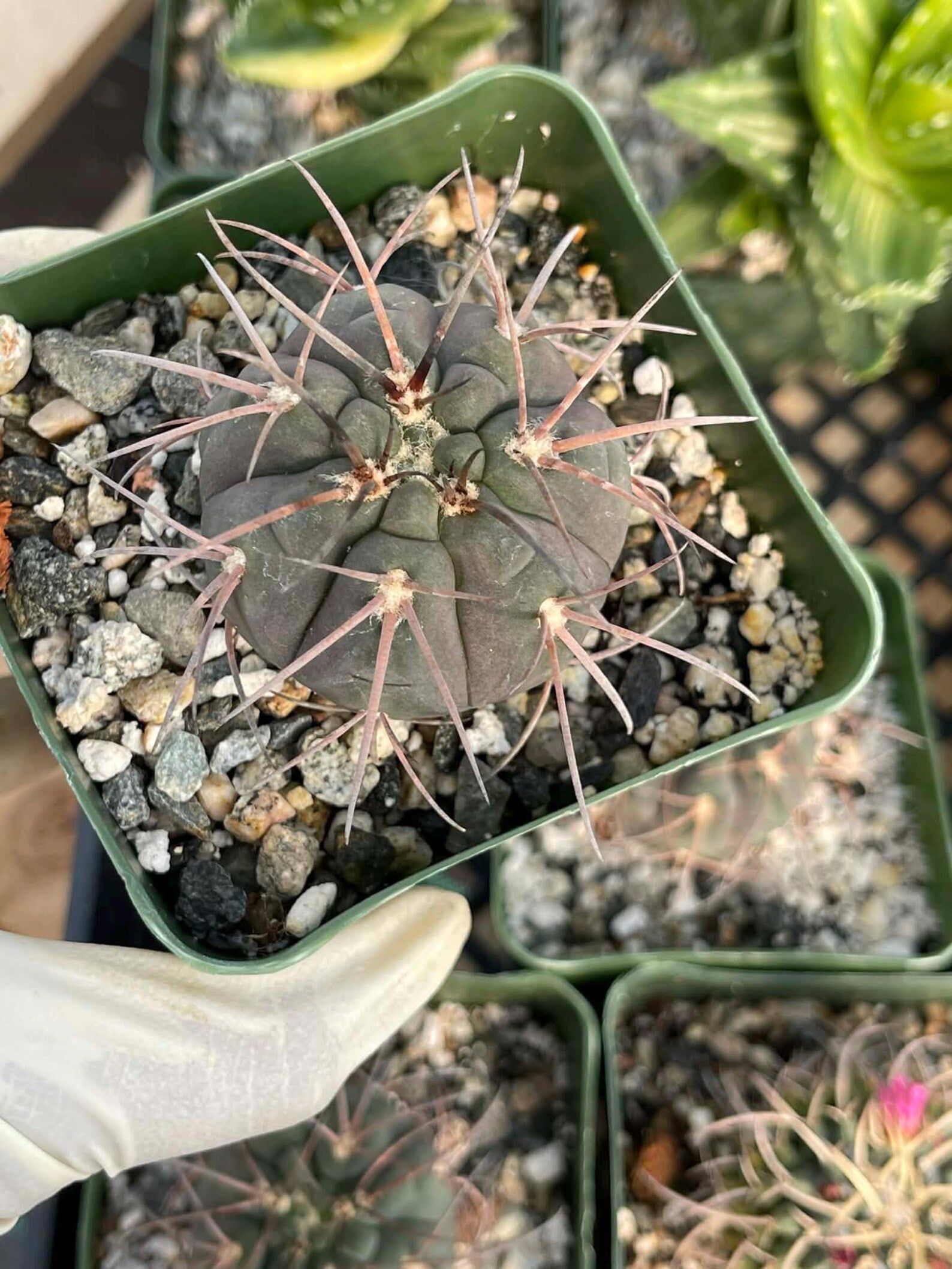 3.5” Gymnocalycium Spegazzinii Live Cactus | Rare Spiny Cactus Plant