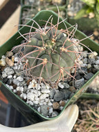 3.5” Gymnocalycium Spegazzinii Live Cactus | Rare Spiny Cactus Plant