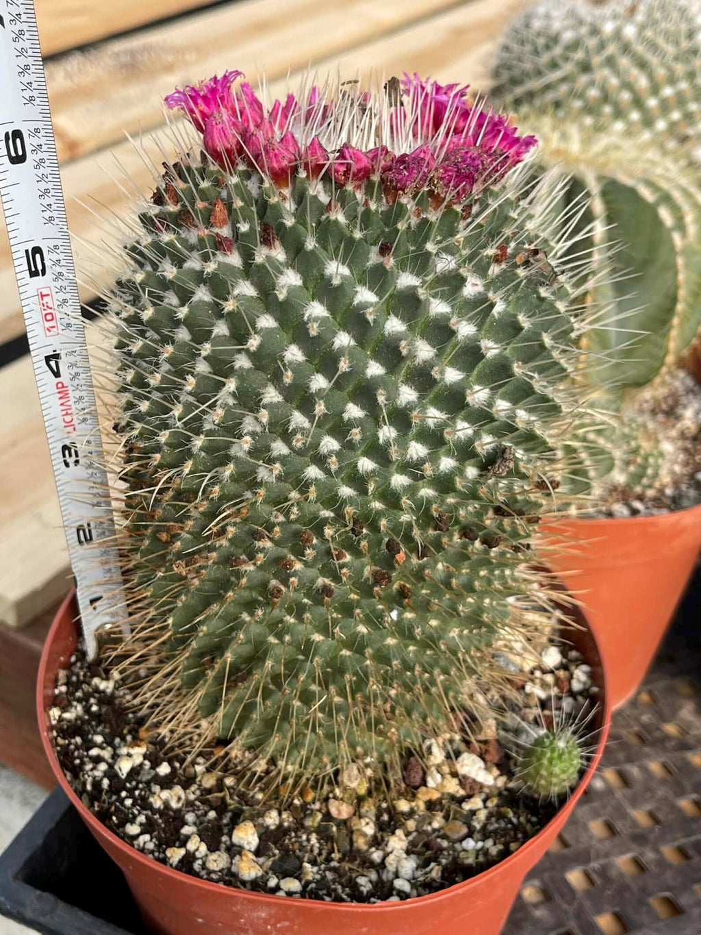 Mammillaria Un Pico 6” | Large Live Cactus