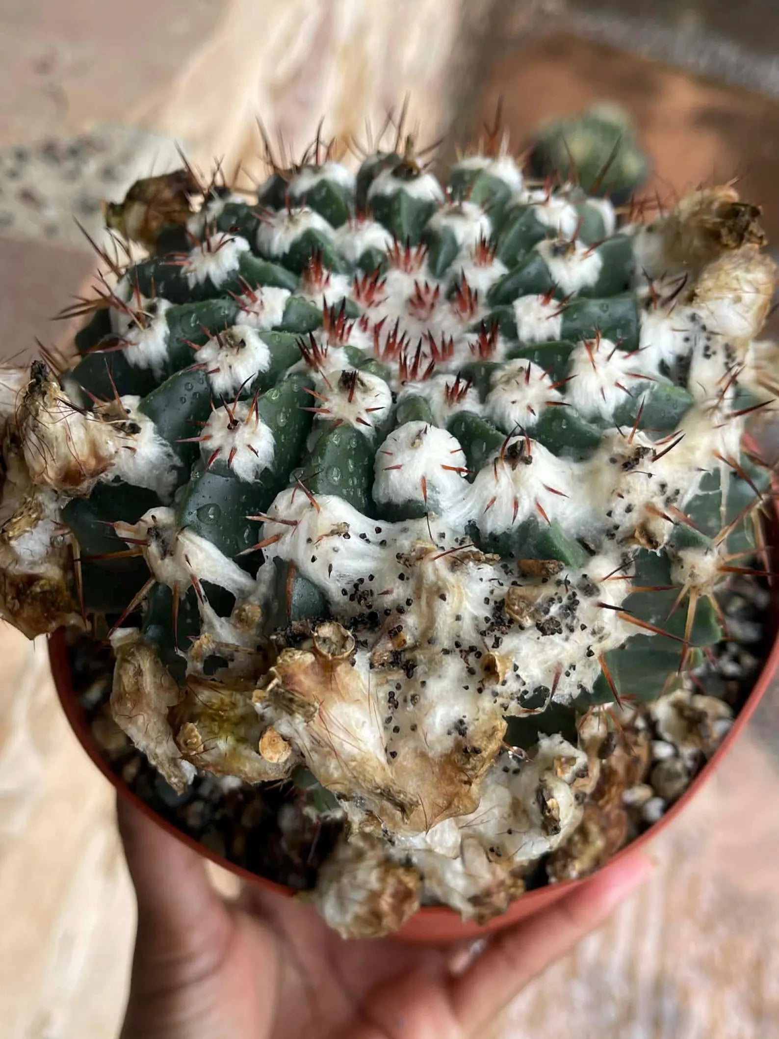Wigginsia Erinacea Live Cactus | Rare Collector Cactus | Seed Grown Succulent Plant