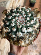 Wigginsia Erinacea Live Cactus | Rare Collector Cactus | Seed Grown Succulent Plant
