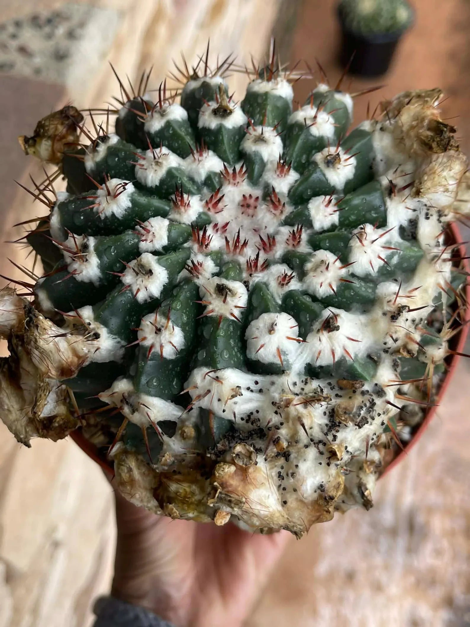 Wigginsia Erinacea Live Cactus | Rare Collector Cactus | Seed Grown Succulent Plant