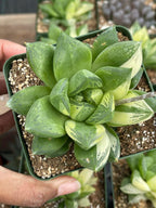 Variegated Haworthia Cuspidata #38 | Rare Live Succulent