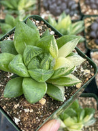 Variegated Haworthia Cuspidata #38 | Rare Live Succulent