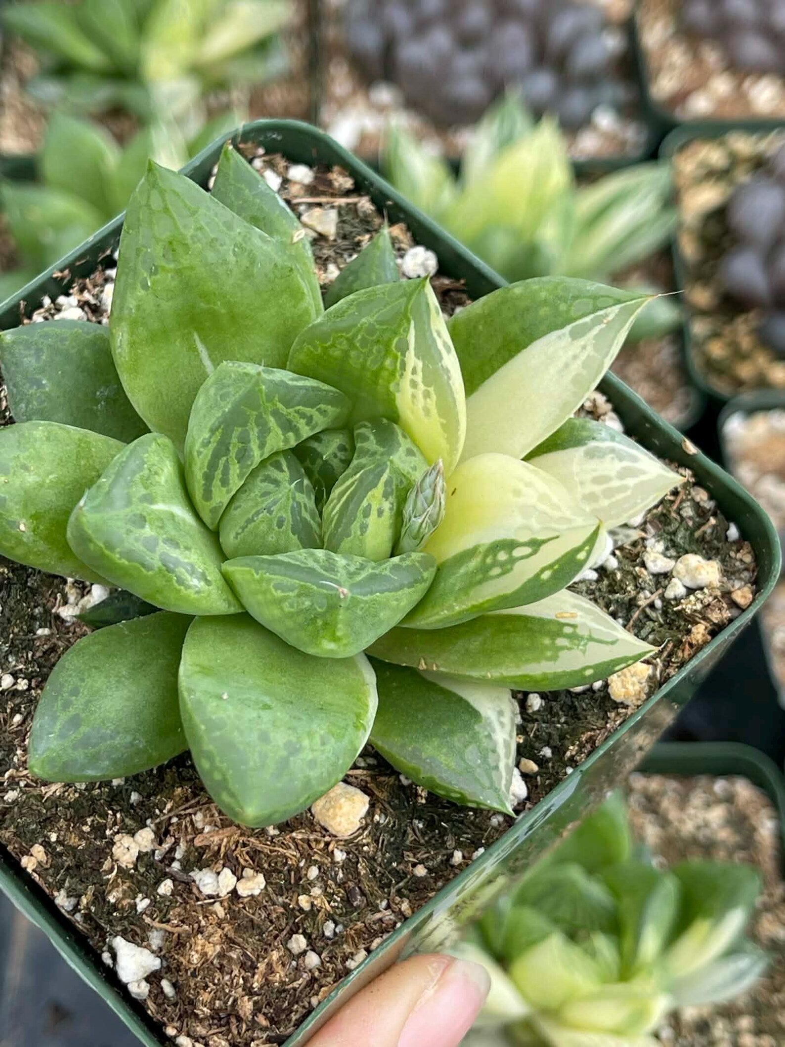 Variegated Haworthia Cuspidata #38 | Rare Live Succulent