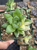 Variegated Haworthia Cuspidata #38 | Rare Live Succulent