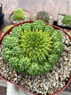 Euphorbia Susannae Cluster | Rare Seed-Grown Live Succulent