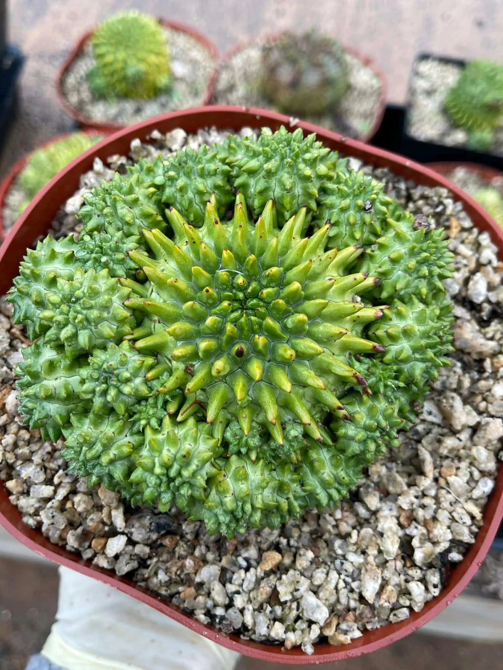 Euphorbia Susannae Cluster | Rare Seed-Grown Live Succulent