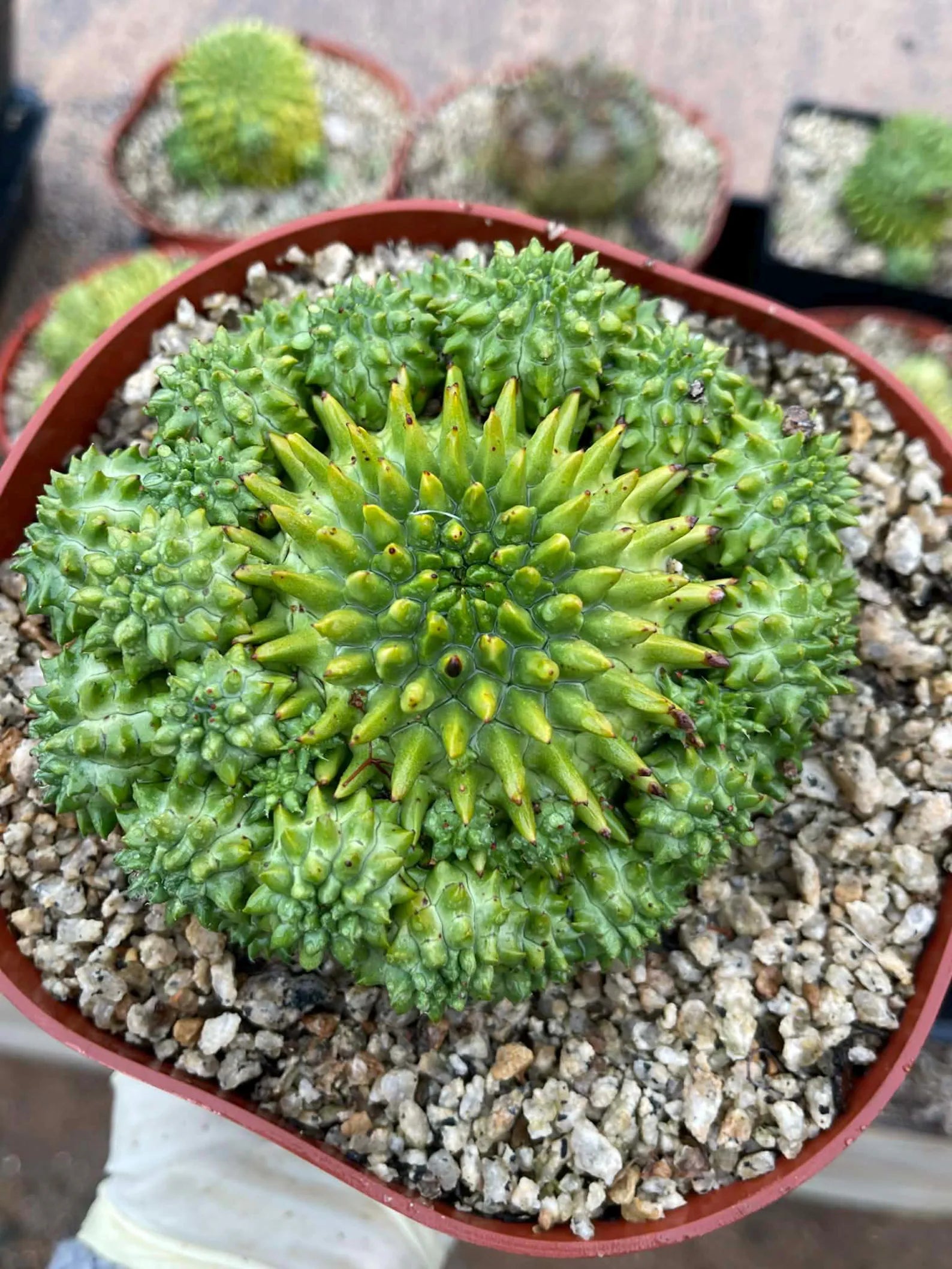 Euphorbia Susannae Cluster | Rare Seed-Grown Live Succulent