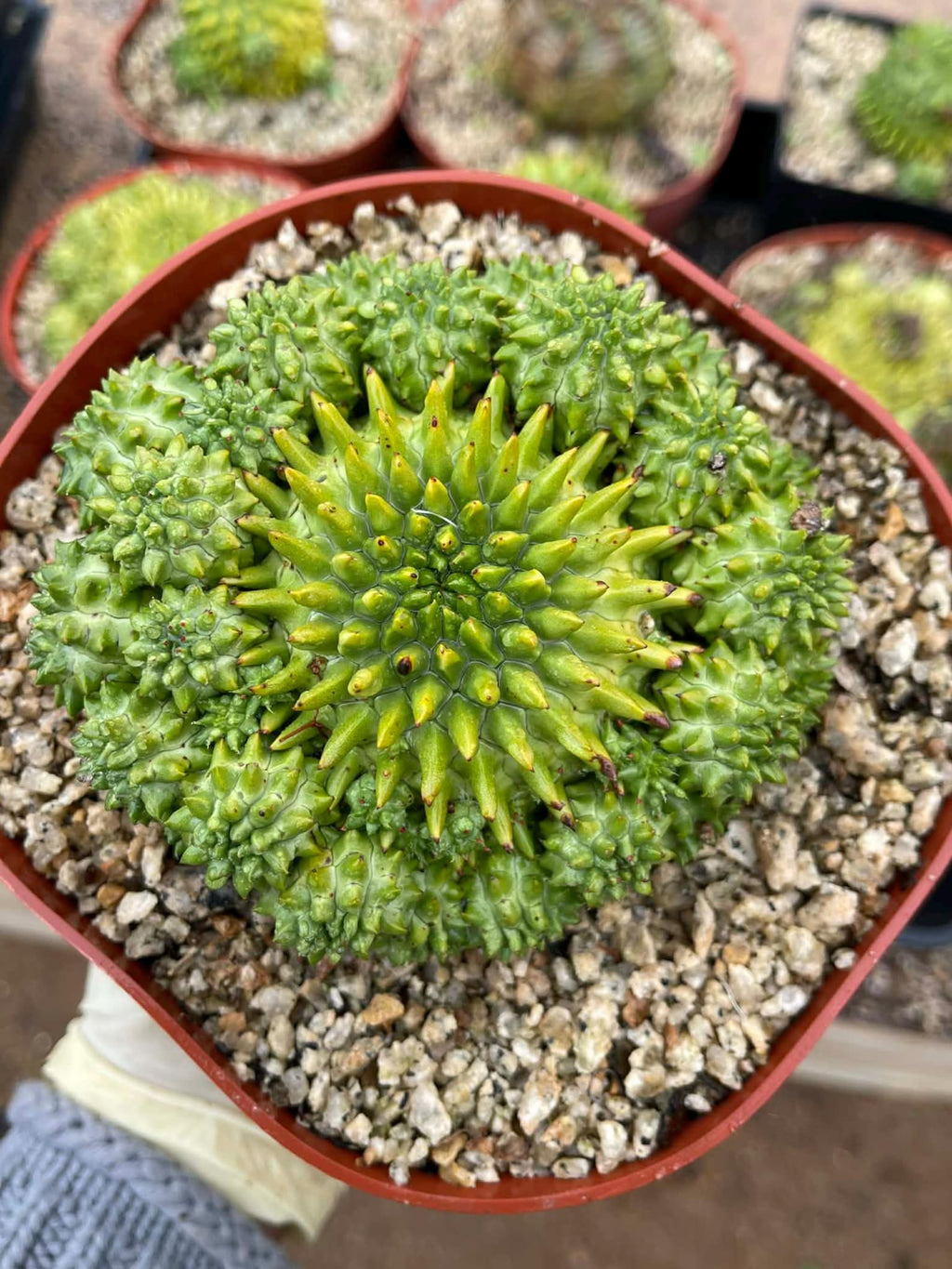 Euphorbia Susannae Cluster | Rare Seed-Grown Live Succulent