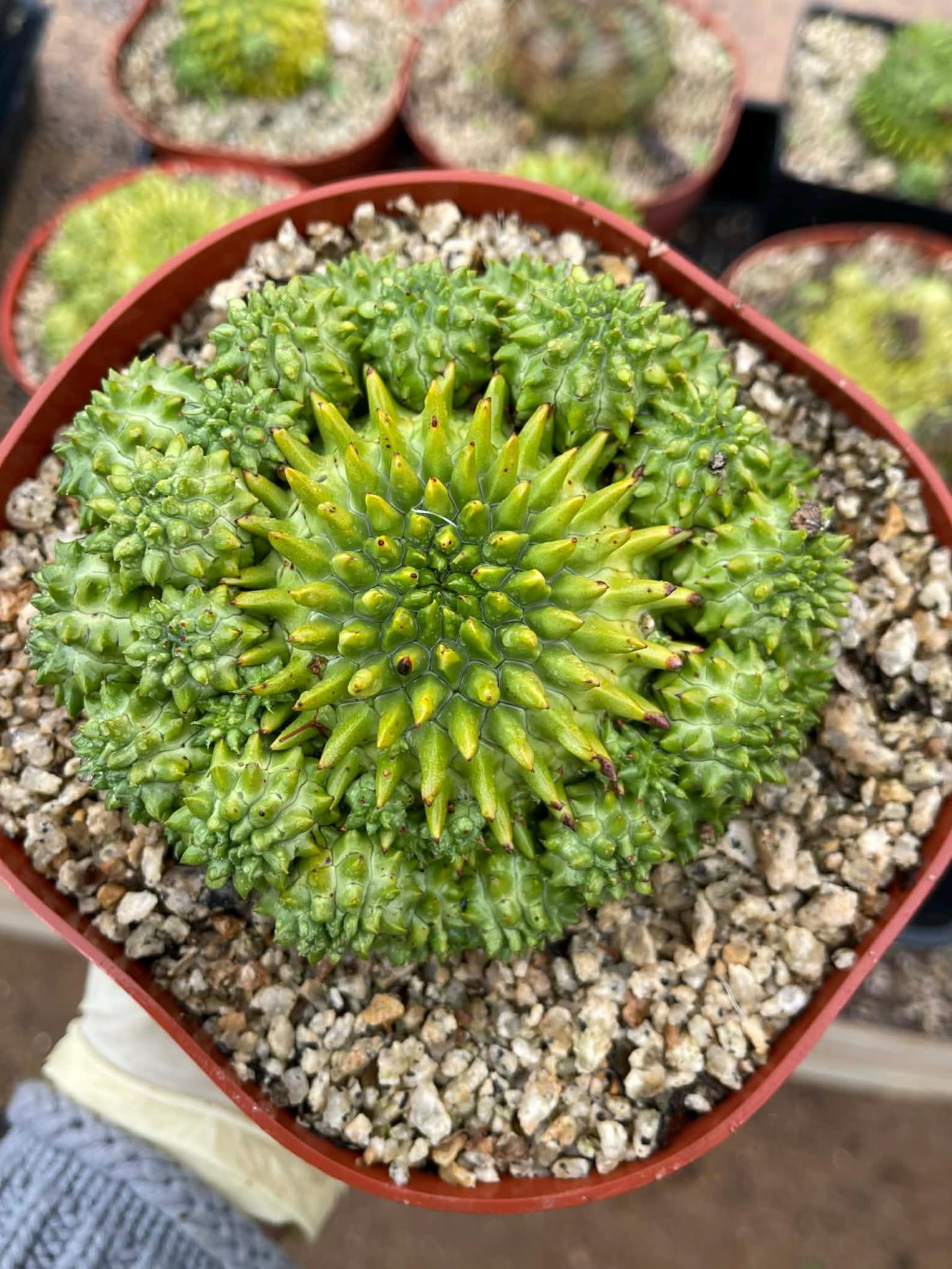 Euphorbia Susannae Cluster | Rare Seed-Grown Live Succulent