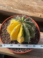 Half Moon Variegated Melocactus Rare Live Cactus – Exact Plant #109