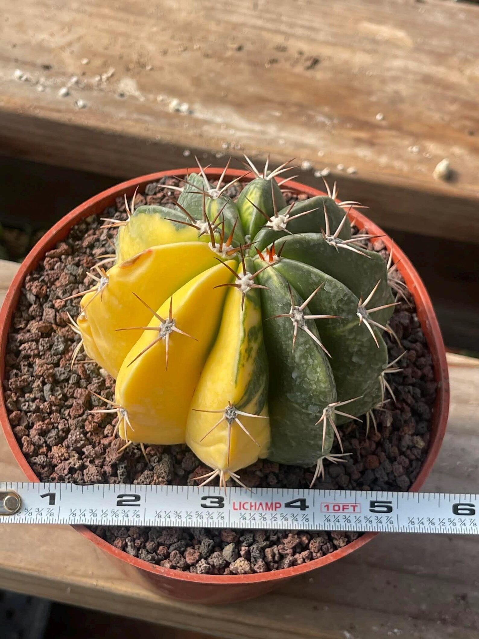 Half Moon Variegated Melocactus Rare Live Cactus – Exact Plant #109