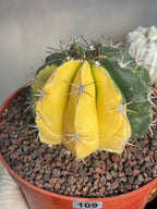 Half Moon Variegated Melocactus Rare Live Cactus – Exact Plant #109