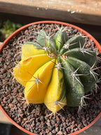 Half Moon Variegated Melocactus Rare Live Cactus – Exact Plant #109