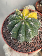Half Moon Variegated Melocactus Rare Live Cactus – Exact Plant #109