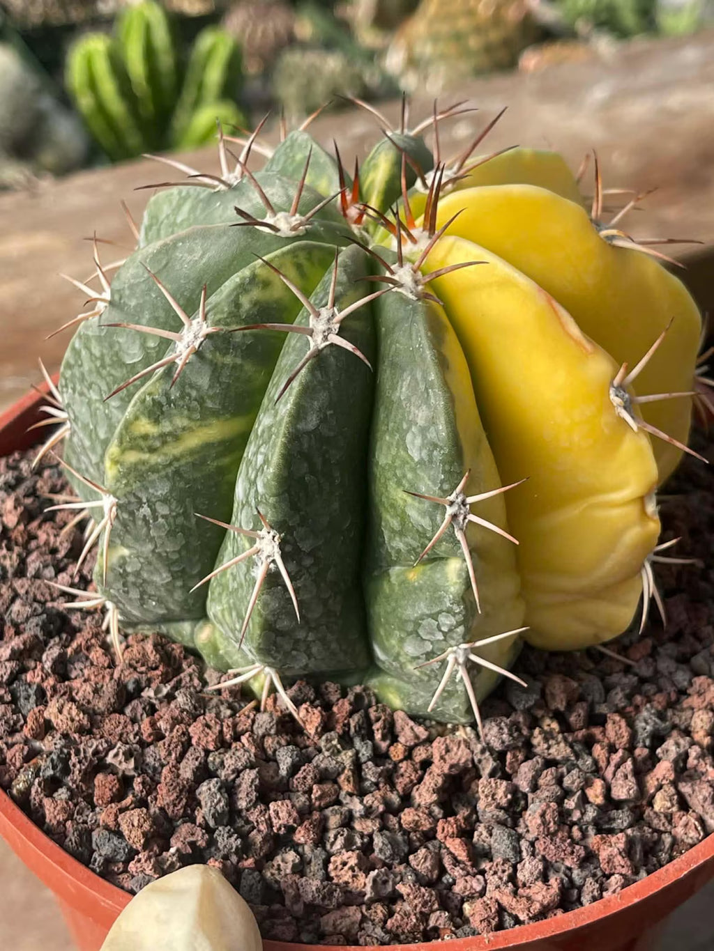 Half Moon Variegated Melocactus Rare Live Cactus – Exact Plant #109