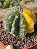 Half Moon Variegated Melocactus Rare Live Cactus – Exact Plant #109