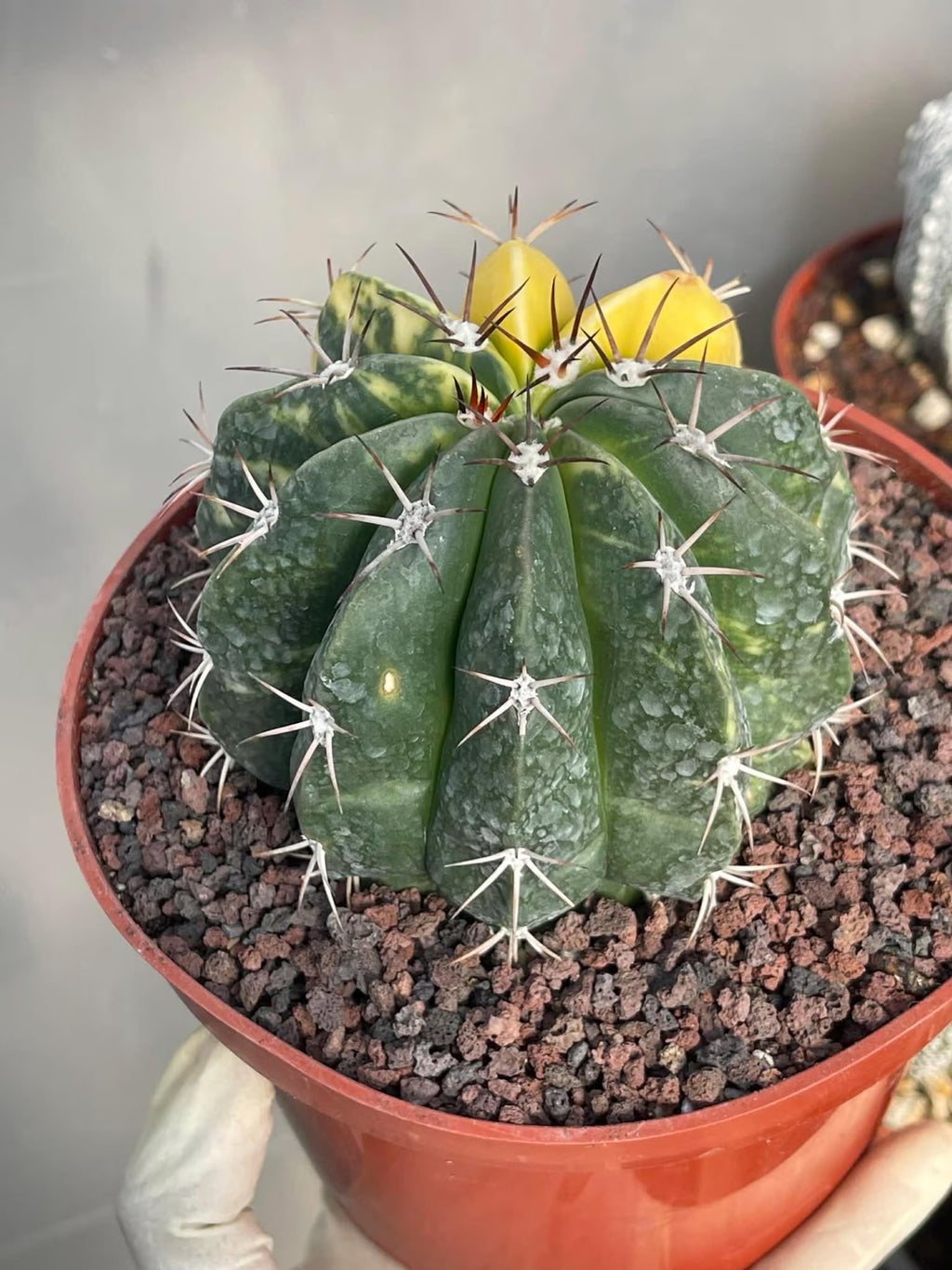 Half Moon Variegated Melocactus Rare Live Cactus – Exact Plant #109