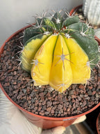 Half Moon Variegated Melocactus Rare Live Cactus – Exact Plant #109
