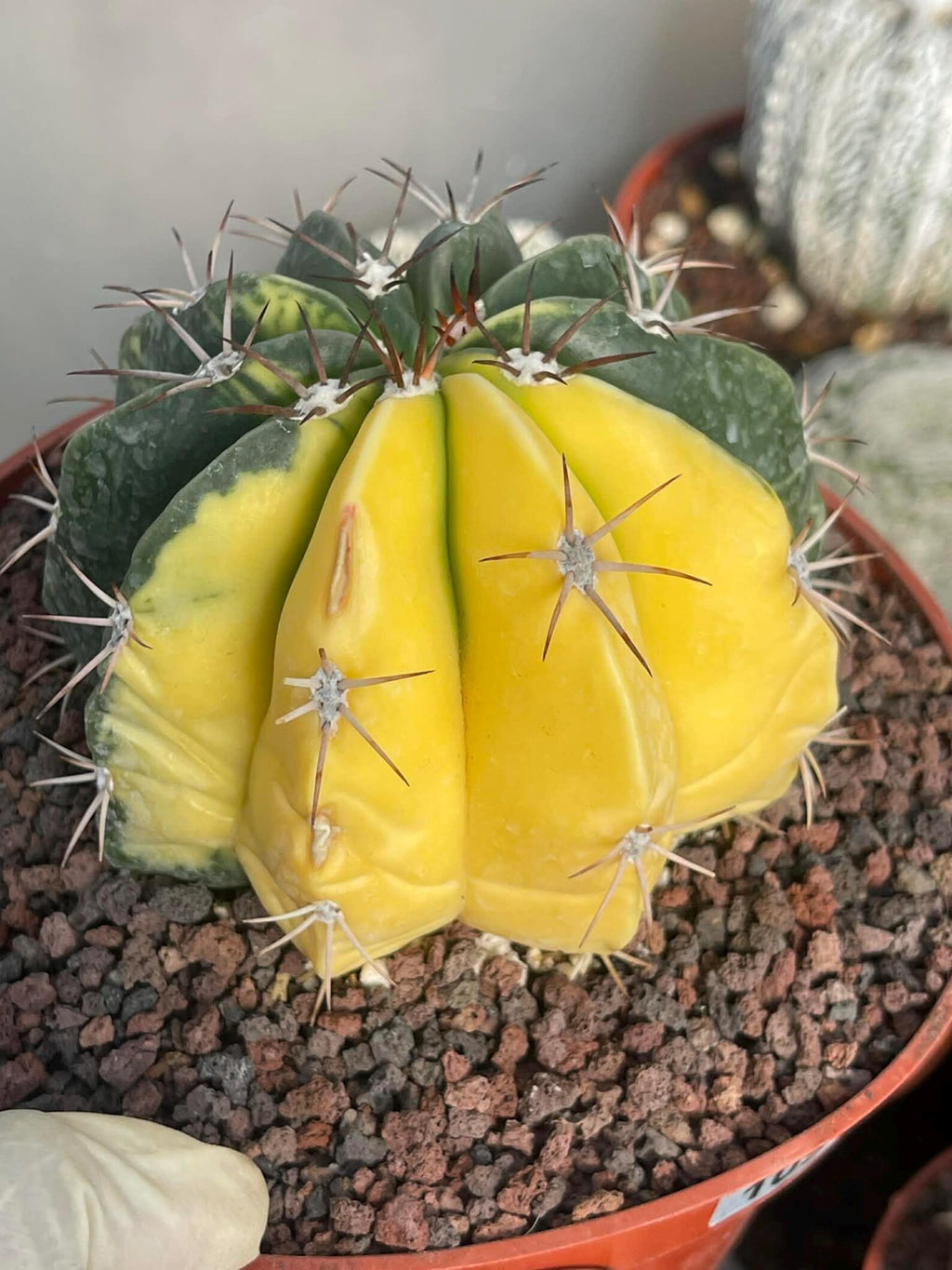 Half Moon Variegated Melocactus Rare Live Cactus – Exact Plant #109