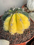 Half Moon Variegated Melocactus Rare Live Cactus – Exact Plant #109