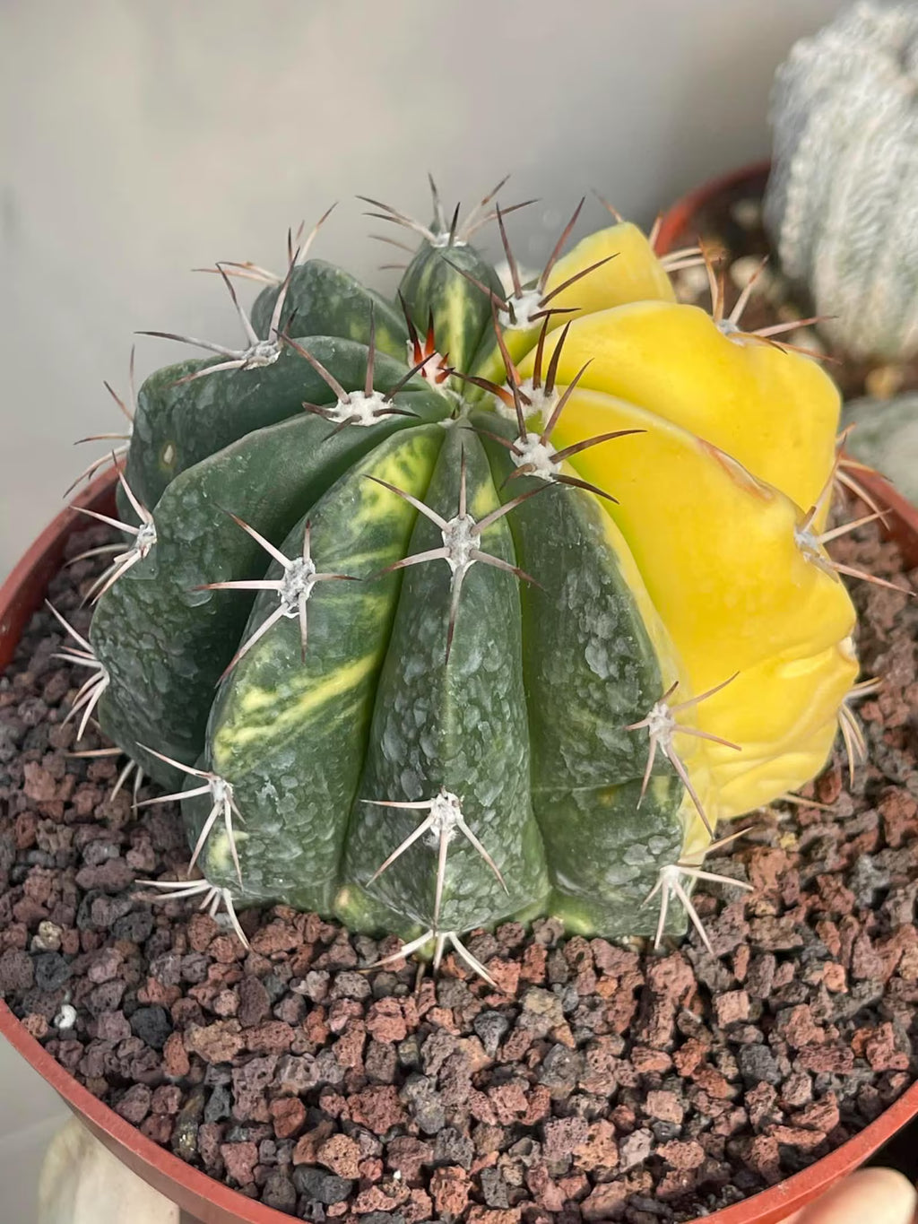 Half Moon Variegated Melocactus Rare Live Cactus – Exact Plant #109